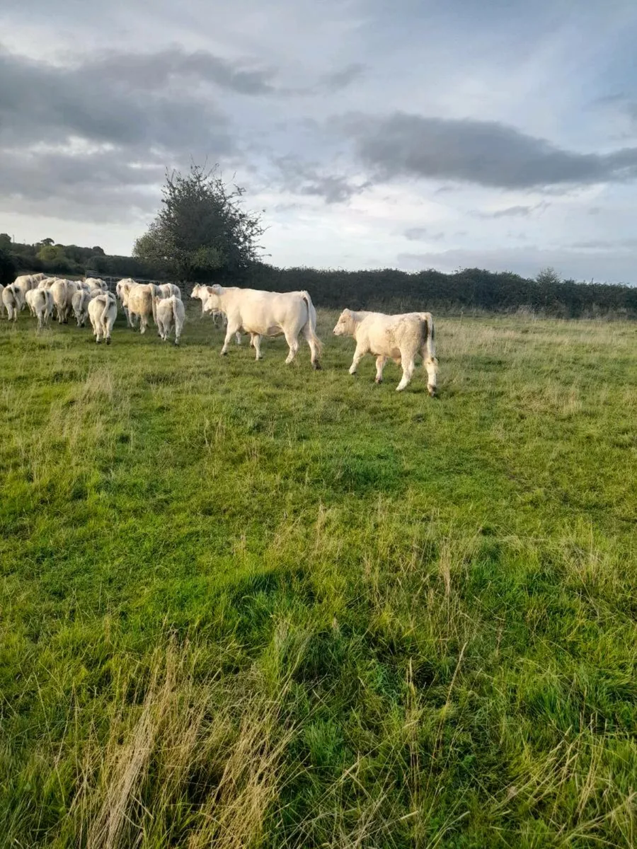 Charolais weanlings - Image 2