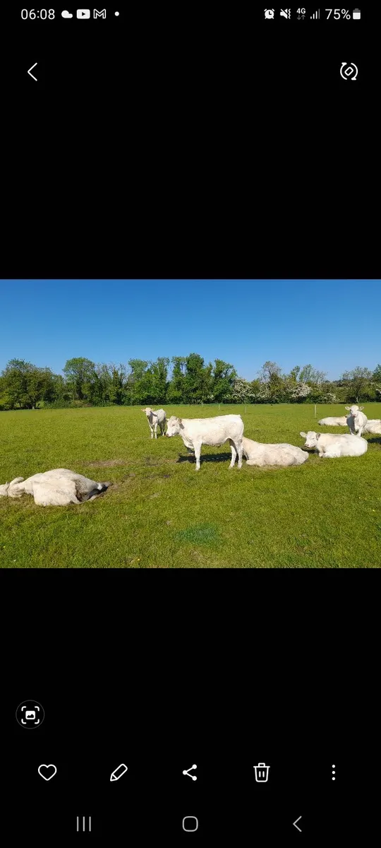 Charolais weanlings - Image 3