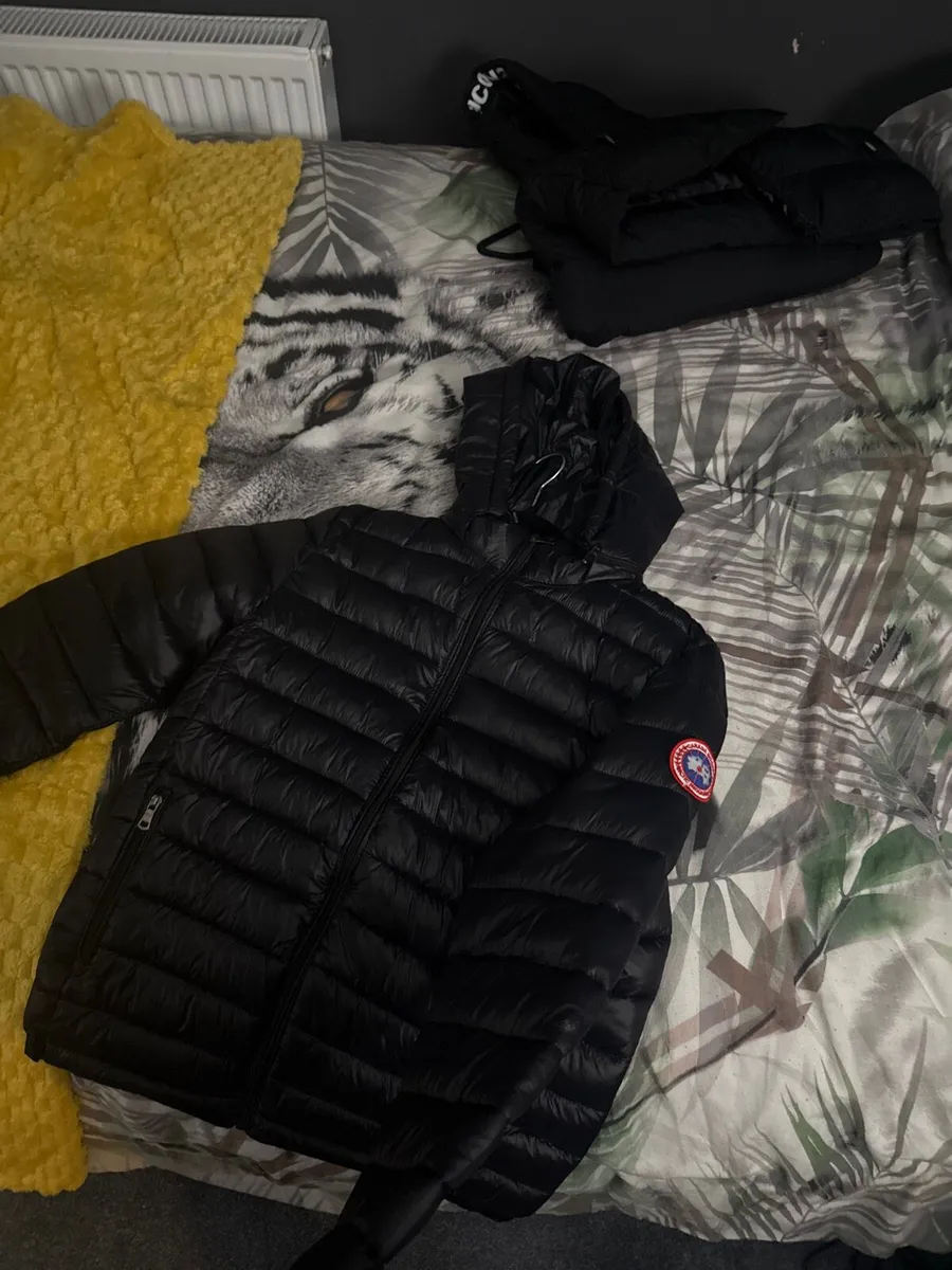 Canada goose - Image 1