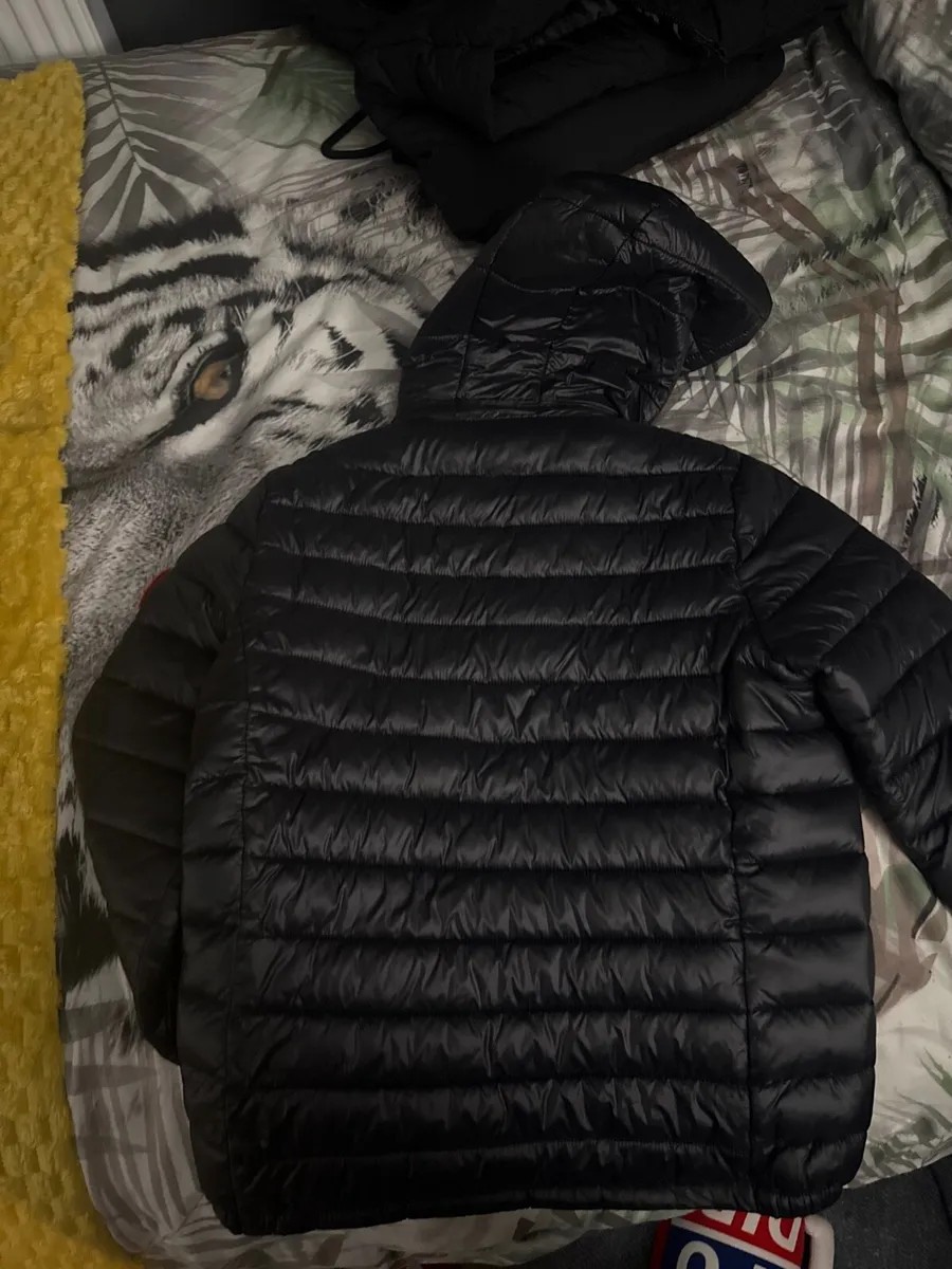 Canada goose - Image 2