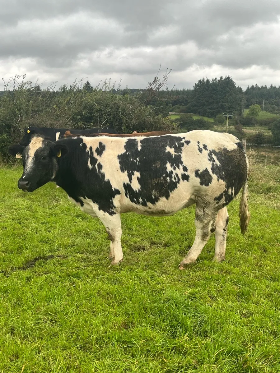 ⭐️2 Incalf Heifers for Kenmare Saturday 11th Oct. - Image 2