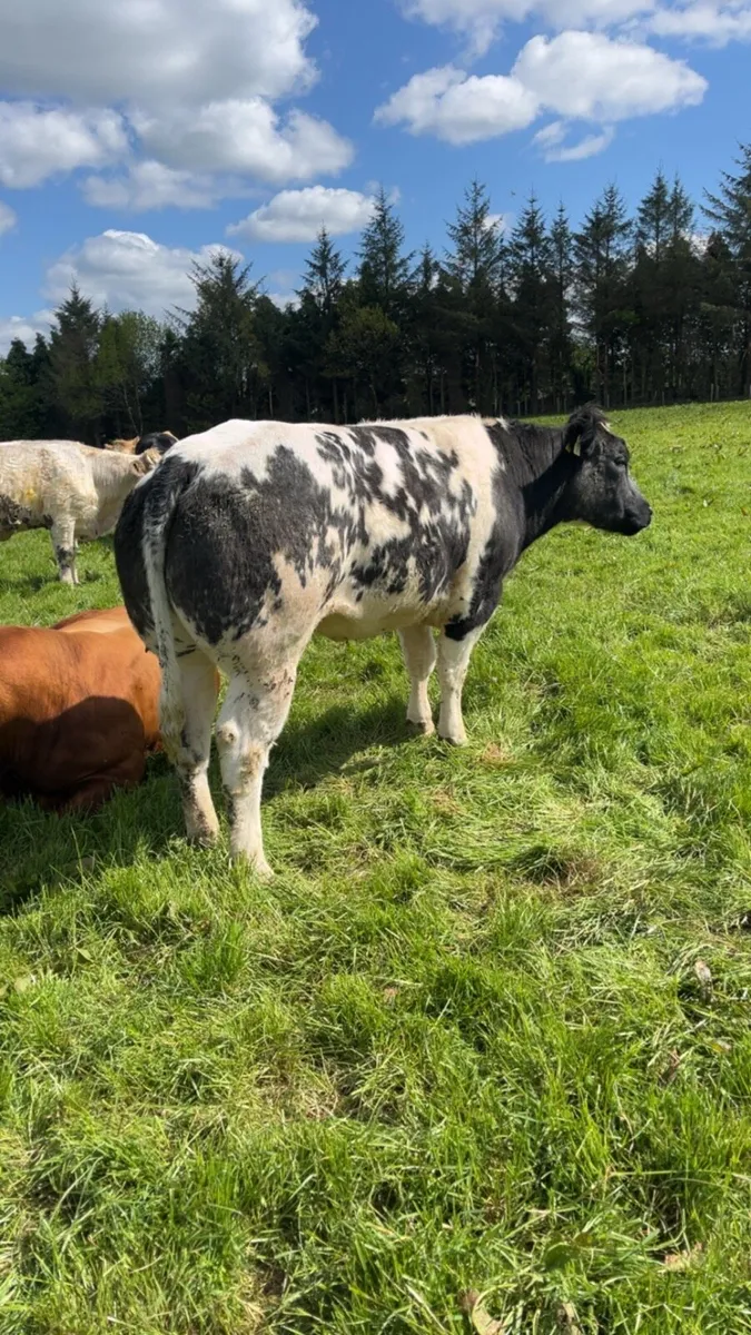 ⭐️2 Incalf Heifers for Kenmare Saturday 11th Oct. - Image 3