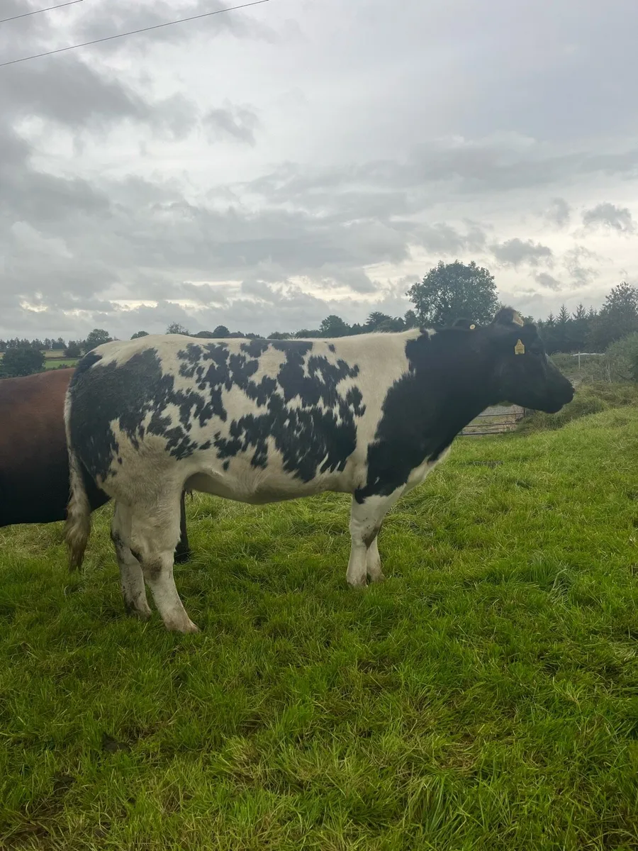 ⭐️2 Incalf Heifers for Kenmare Saturday 11th Oct. - Image 4