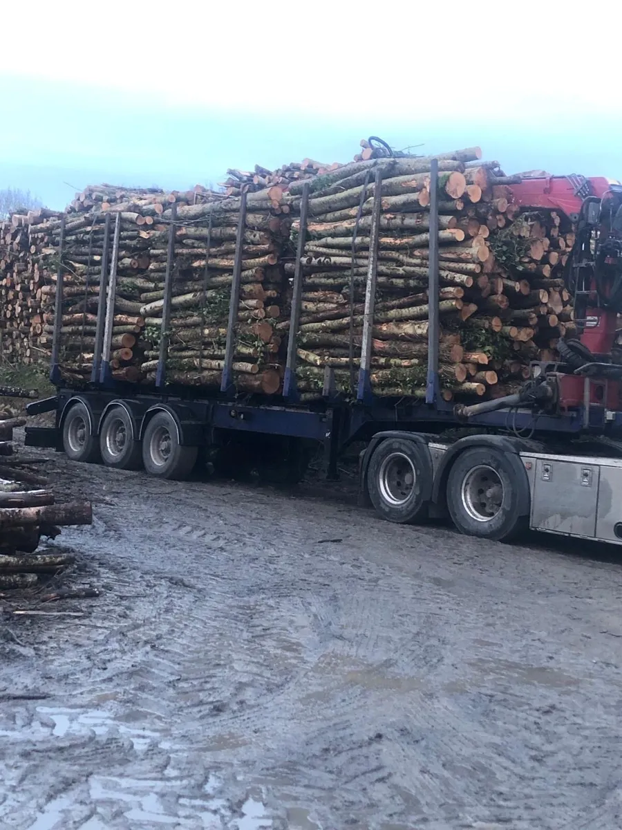 FIREWOOD - Image 2
