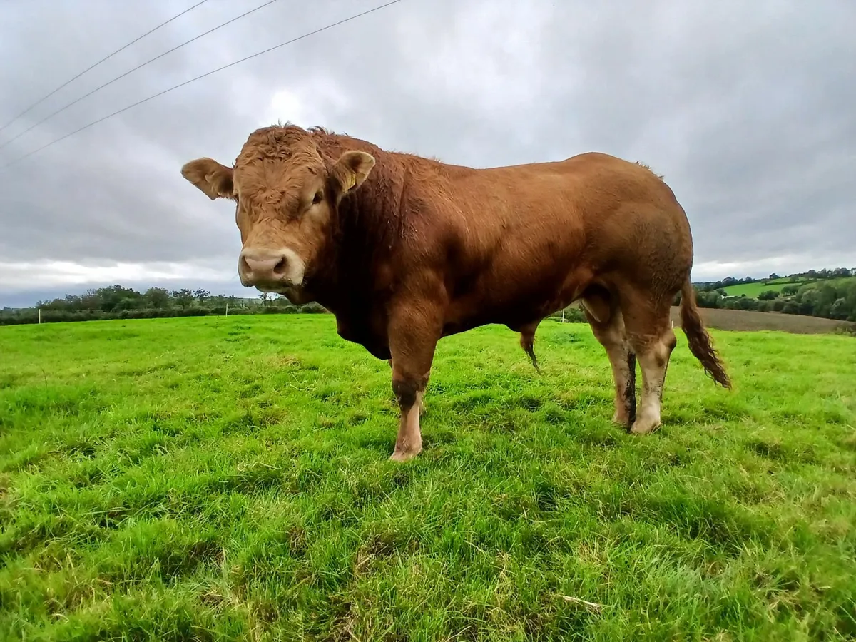 Pedigree Limousin Bulls 5 stars ⭐️⭐️⭐️⭐️⭐️ - Image 2