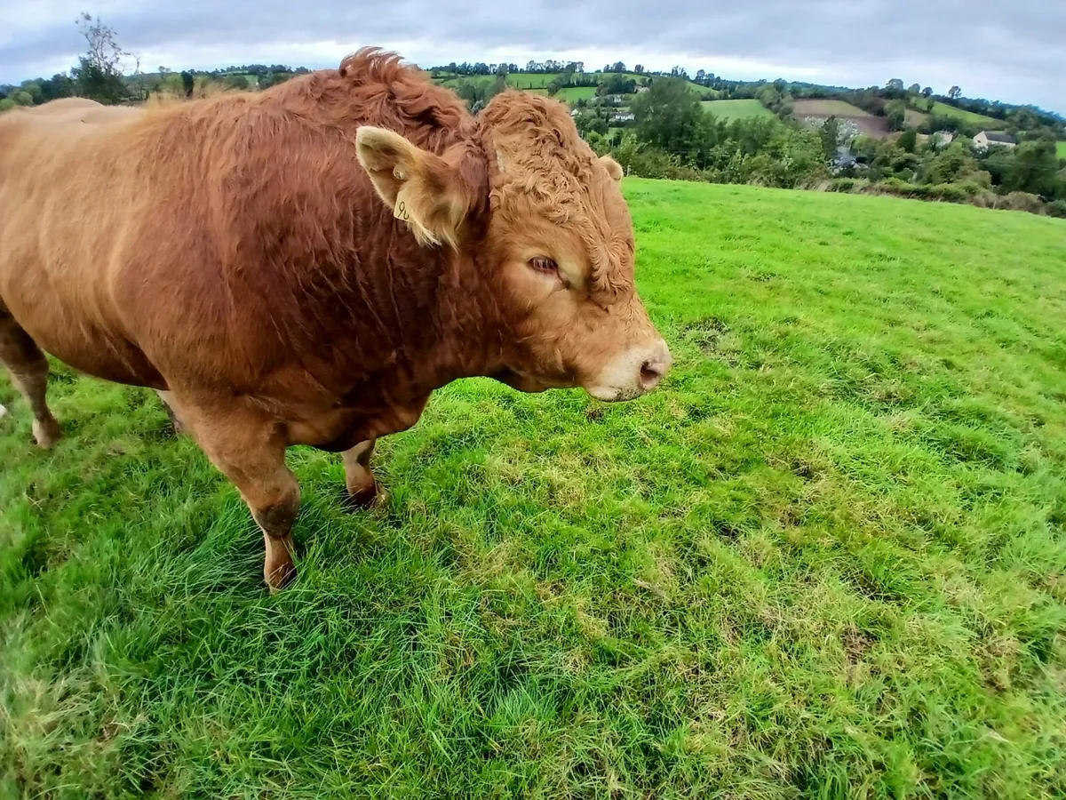 Pedigree Limousin Bulls 5 stars ⭐️⭐️⭐️⭐️⭐️ - Image 3