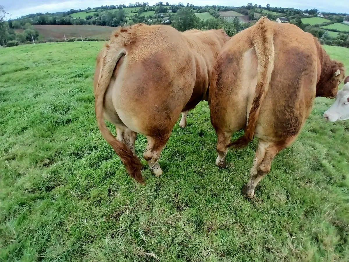 Pedigree Limousin Bulls 5 stars ⭐️⭐️⭐️⭐️⭐️ - Image 4