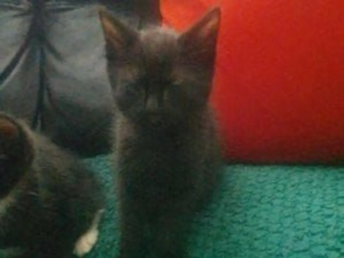 Kittens - Image 1