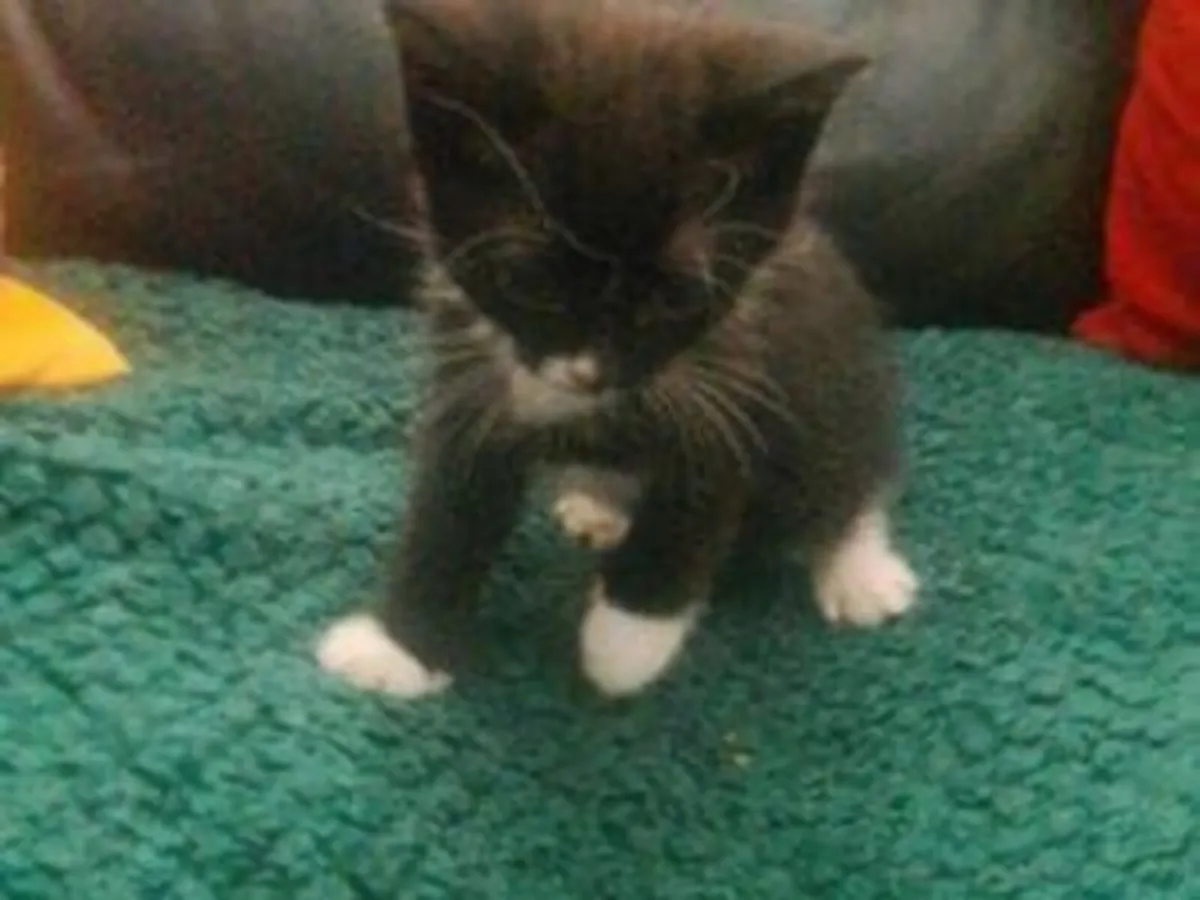 Kittens - Image 2
