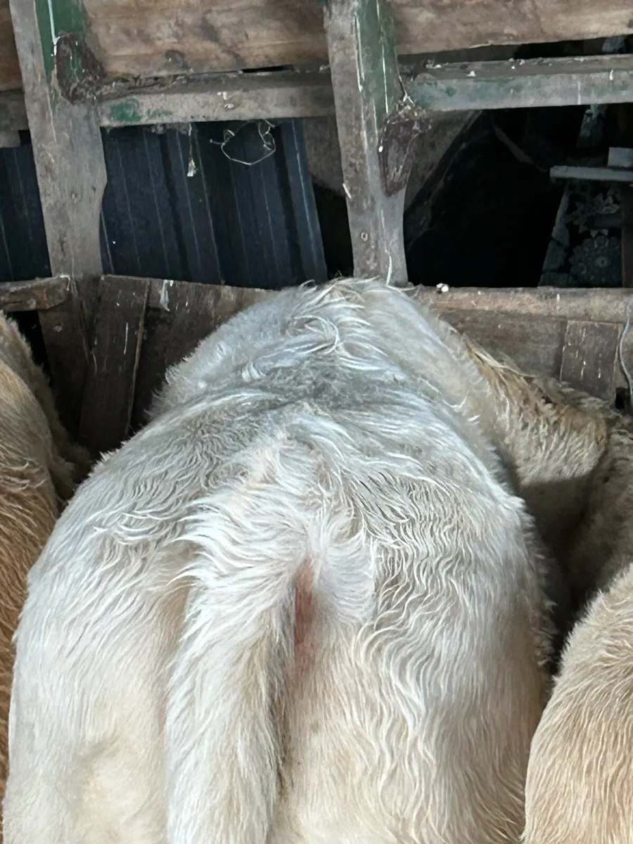 Charolais Bull - Image 1