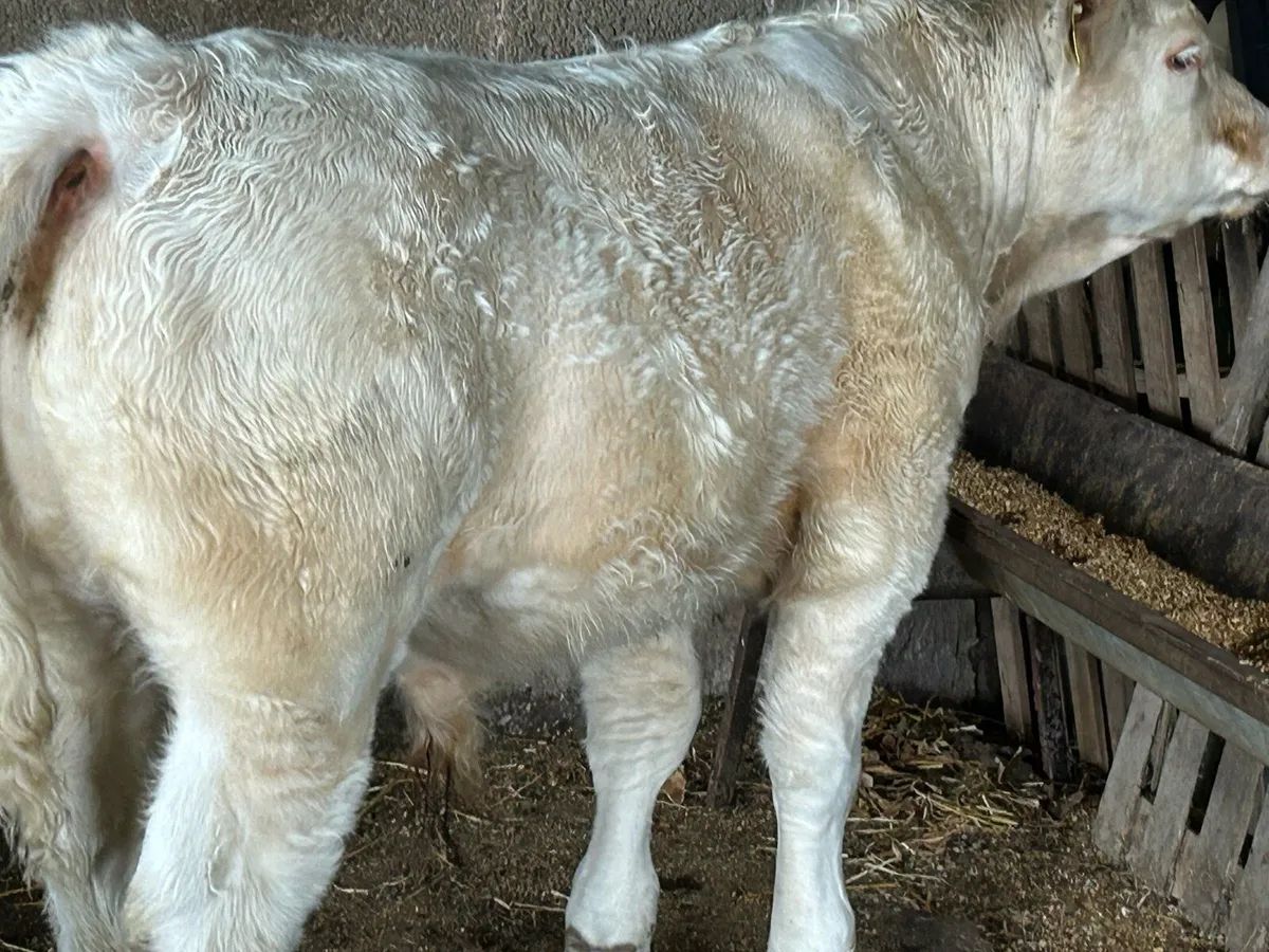 Charolais Bull - Image 2