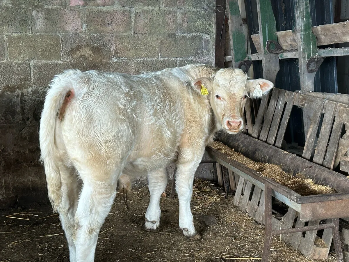 Charolais Bull - Image 3