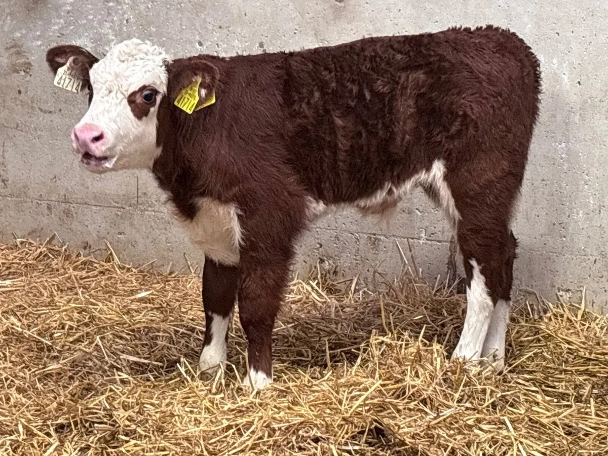 2 top quality Hereford bull calves for sale - Image 2