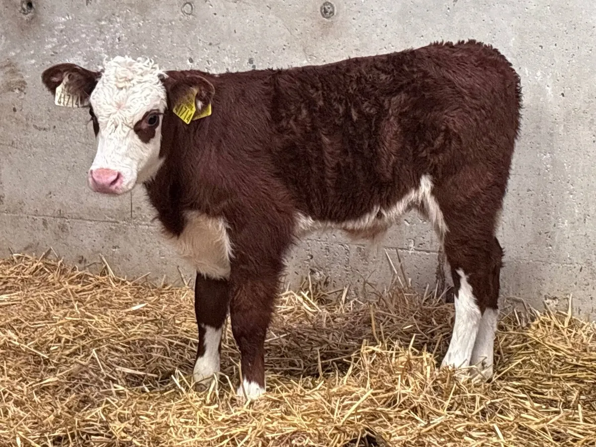 2 top quality Hereford bull calves for sale - Image 1
