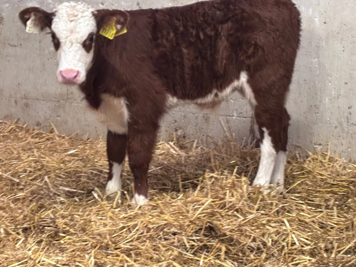 2 top quality Hereford bull calves for sale - Image 3