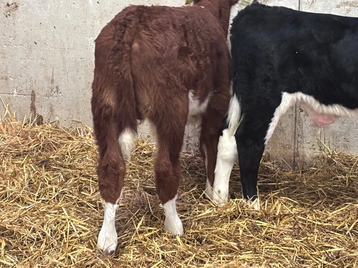 2 top quality Hereford bull calves for sale - Image 4