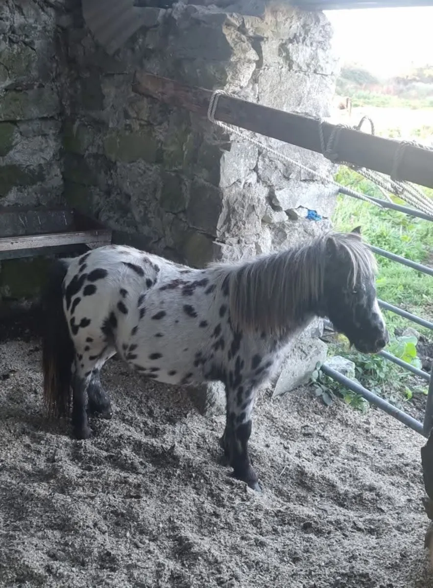 Spotted Shetland stallion