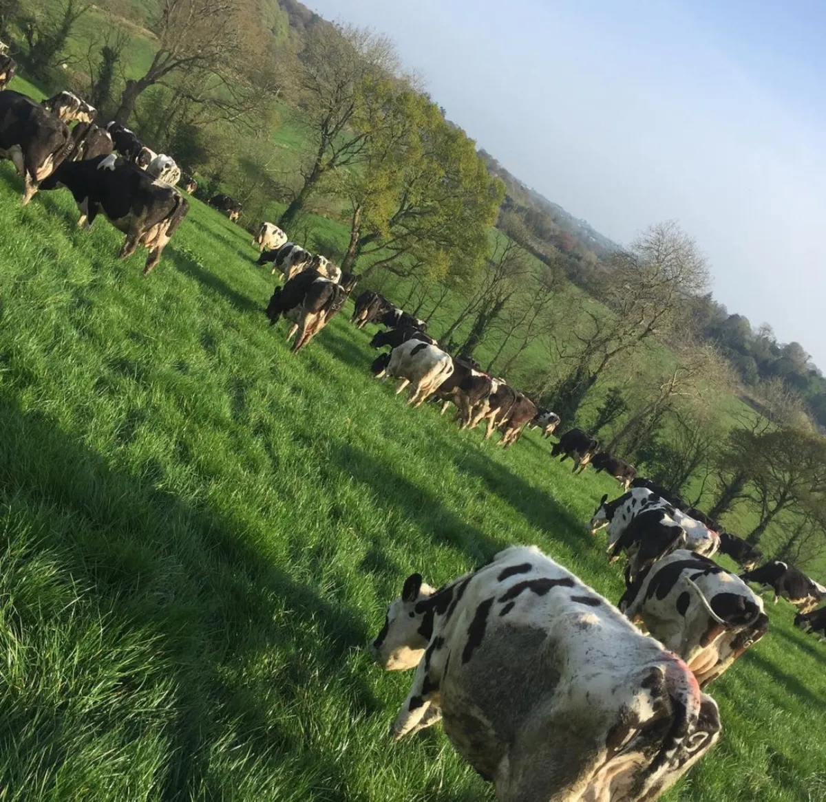 Dairy farm wanted