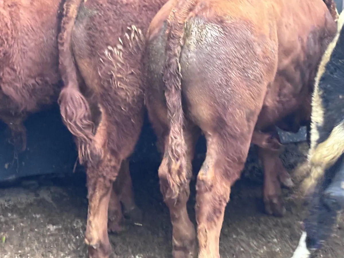 5 smashing continental bull Weanlings for sale - Image 2