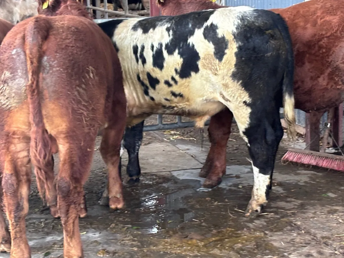 5 smashing continental bull Weanlings for sale - Image 3