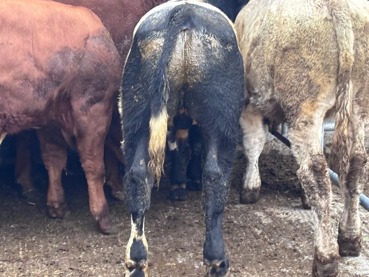 5 smashing continental bull Weanlings for sale - Image 4