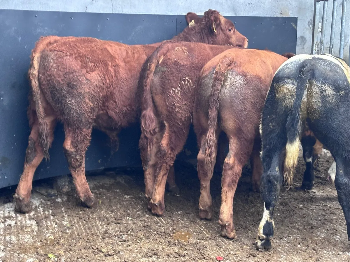 5 smashing continental bull Weanlings for sale - Image 1