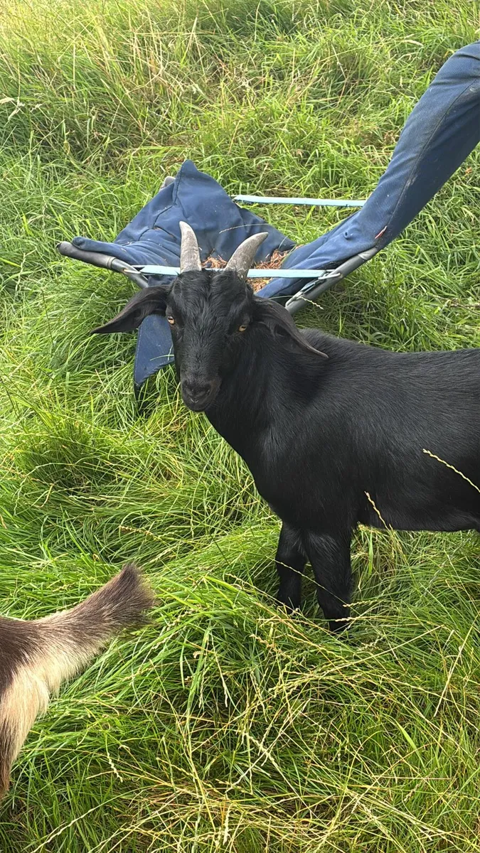 Goats for salw - Image 1