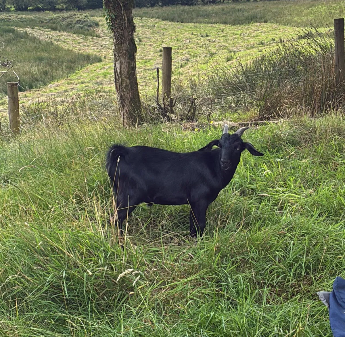 Goats for salw - Image 2