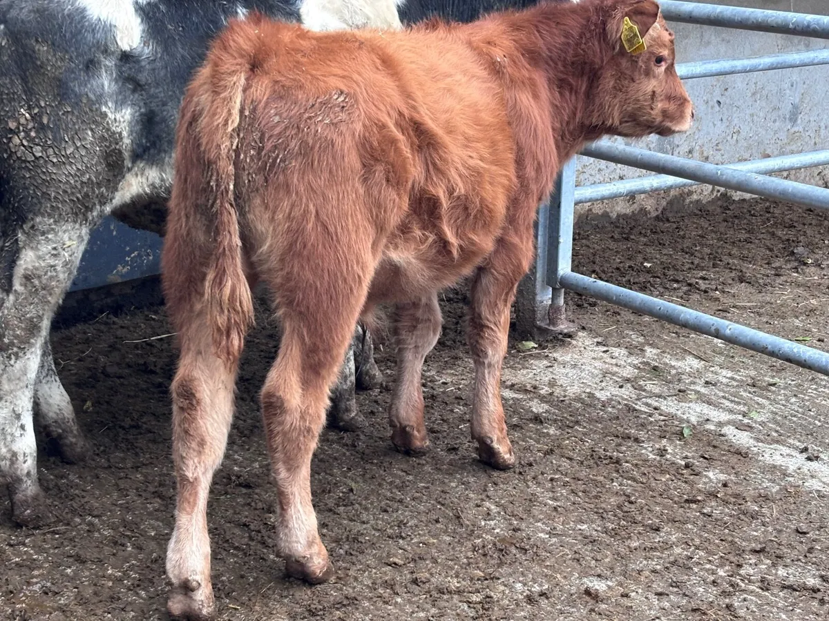 3 continental Weanlings for sale - Image 2