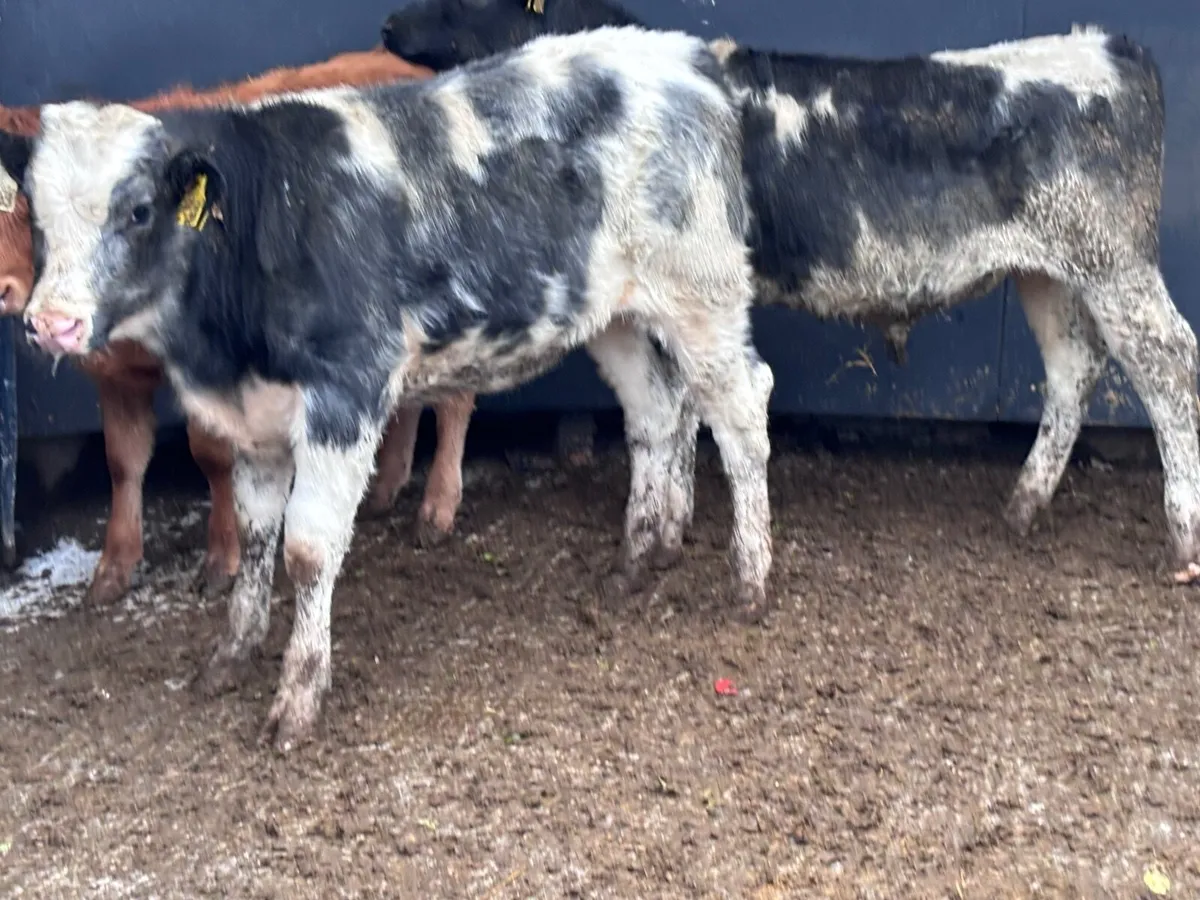 3 continental Weanlings for sale - Image 4