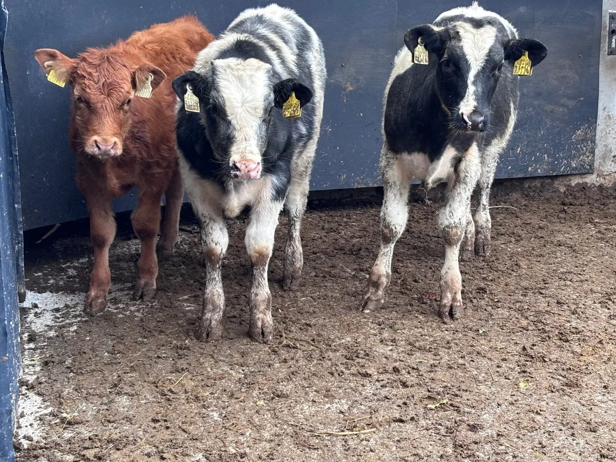 3 continental Weanlings for sale - Image 1