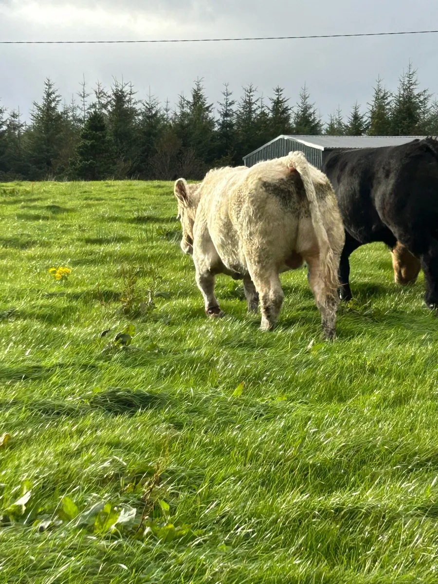 Super PB CH Bull - Image 1