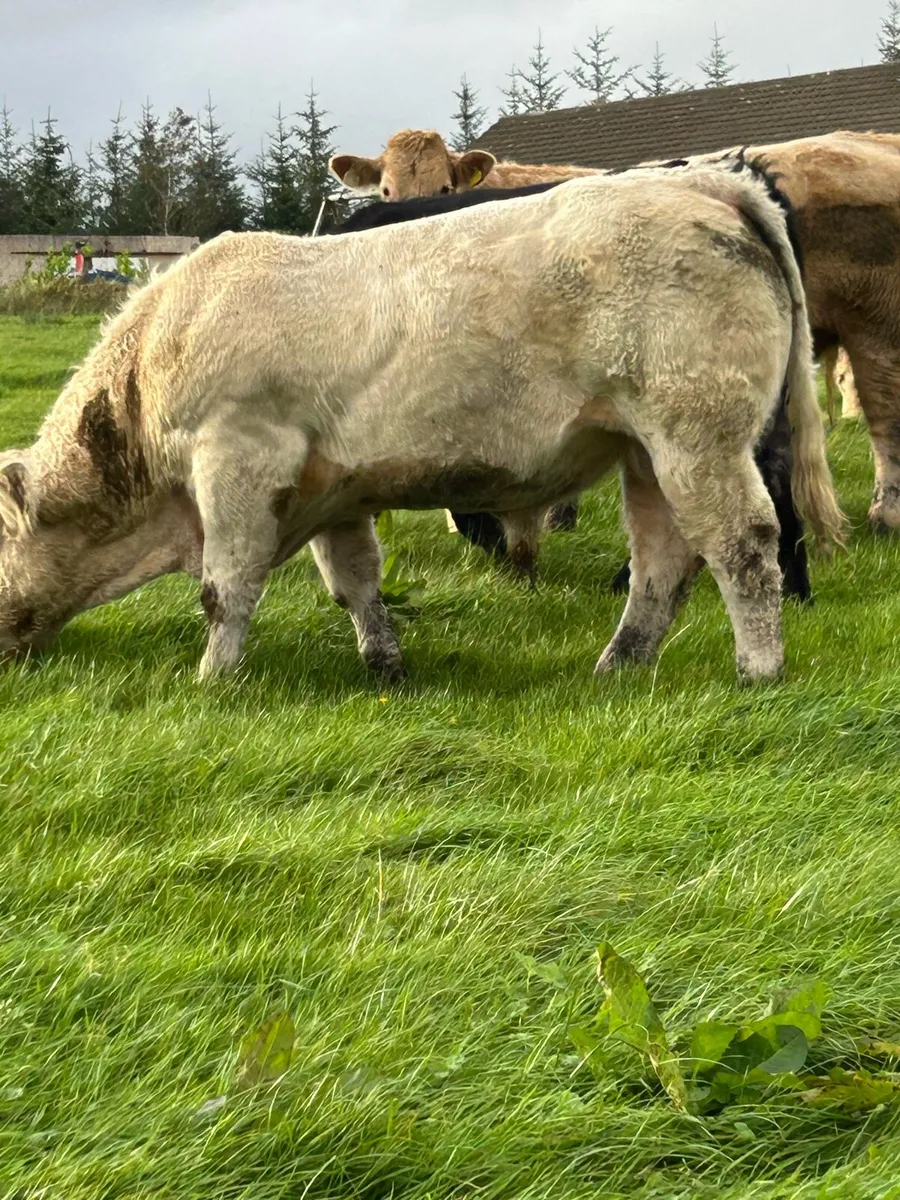 Super PB CH Bull - Image 2
