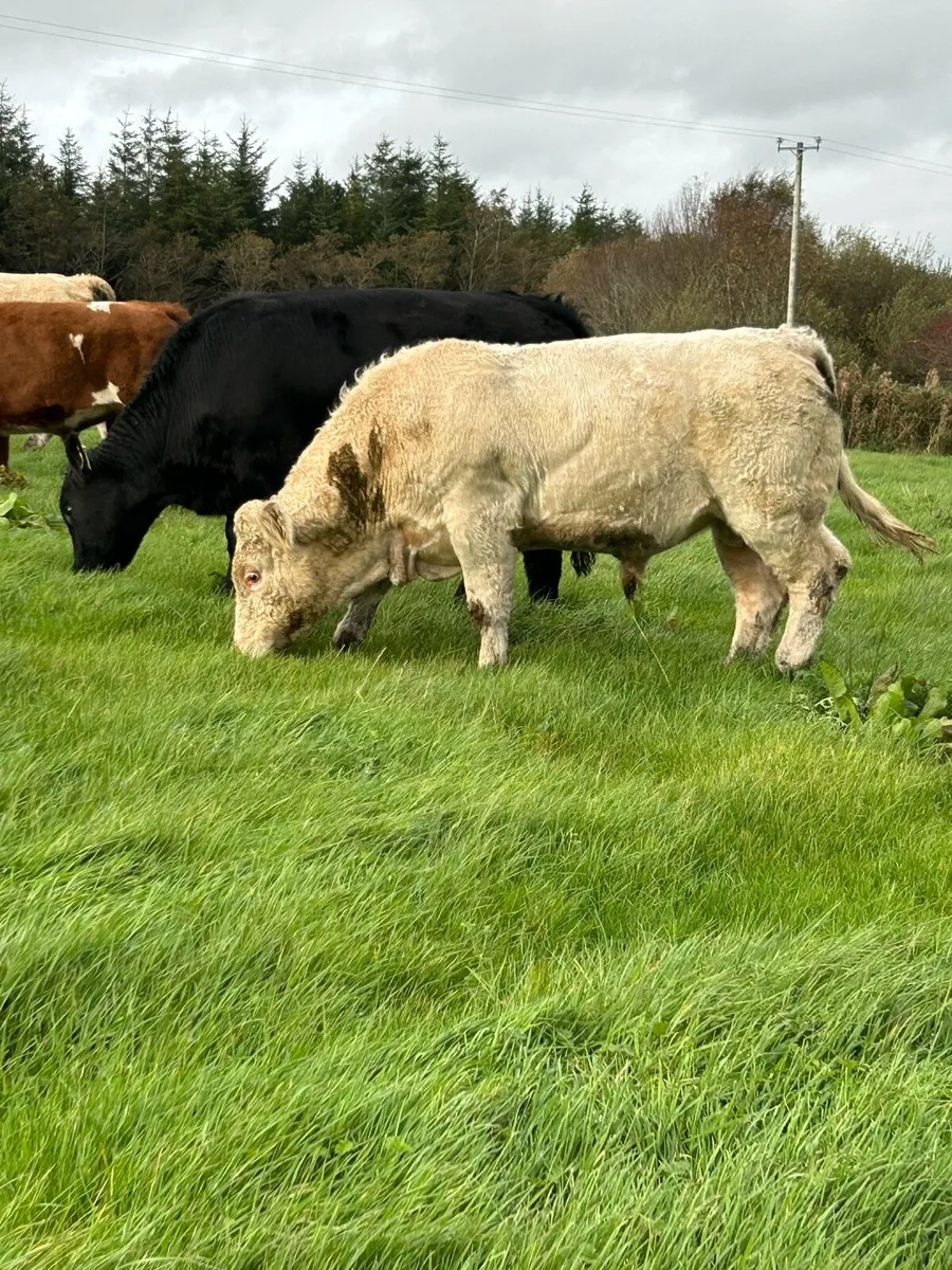 Super PB CH Bull - Image 3