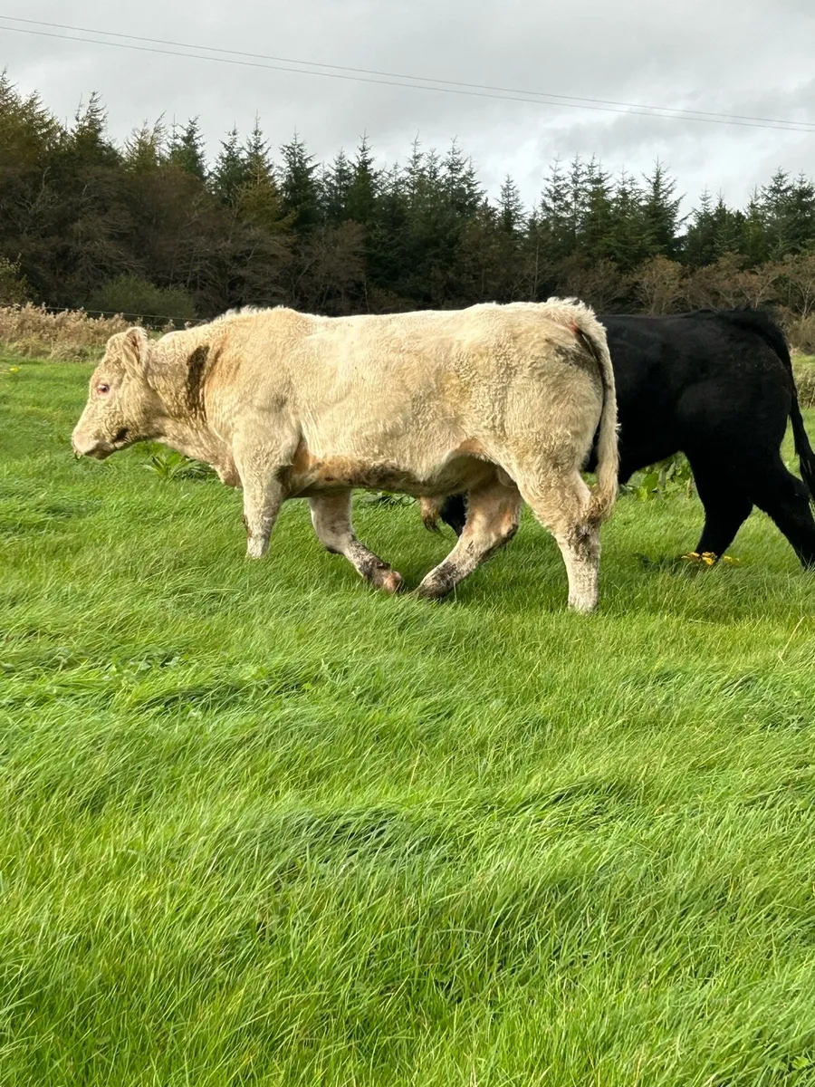 Super PB CH Bull - Image 4