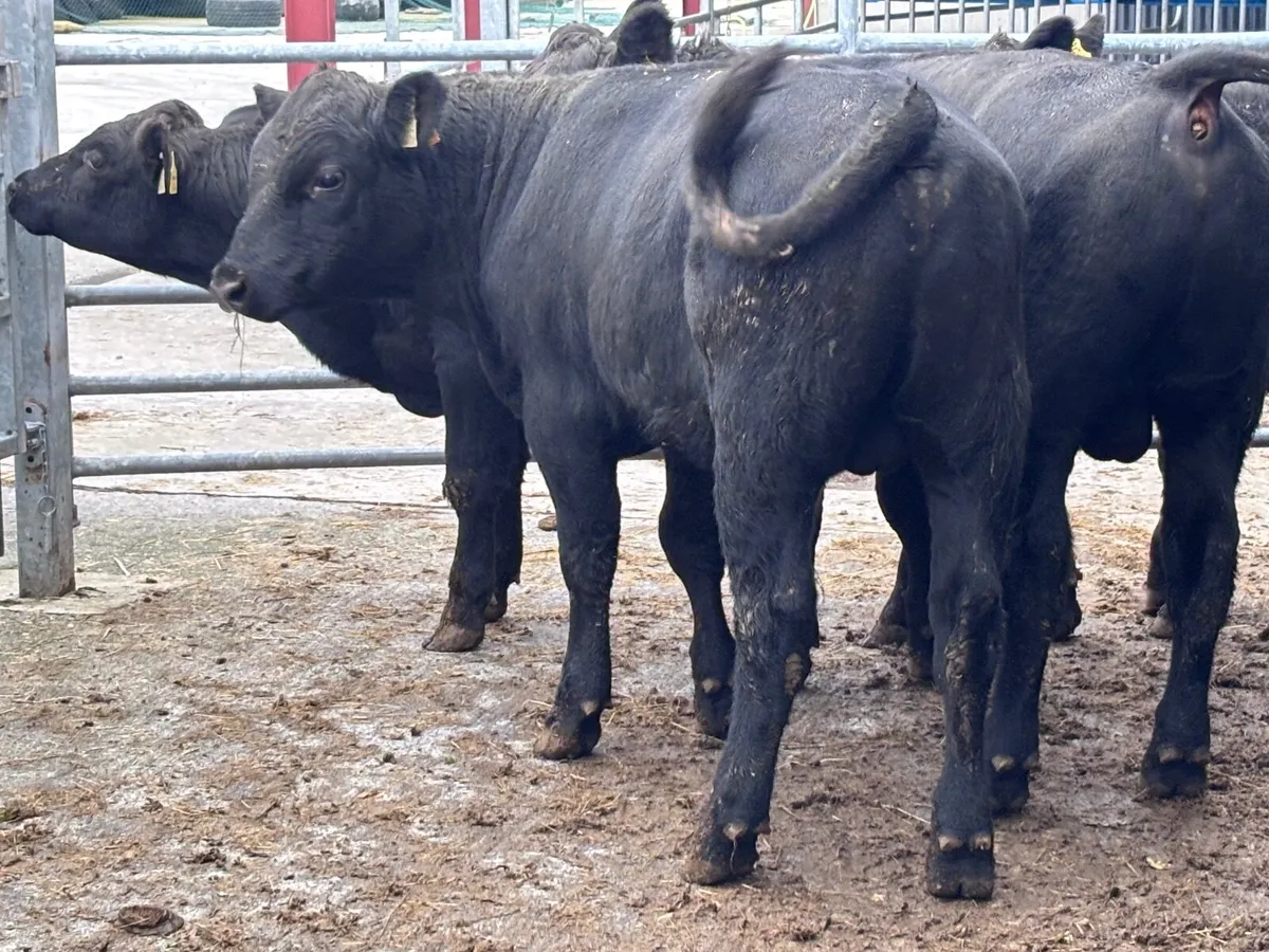 4 top quality Angus bull Weanlings for sale - Image 2