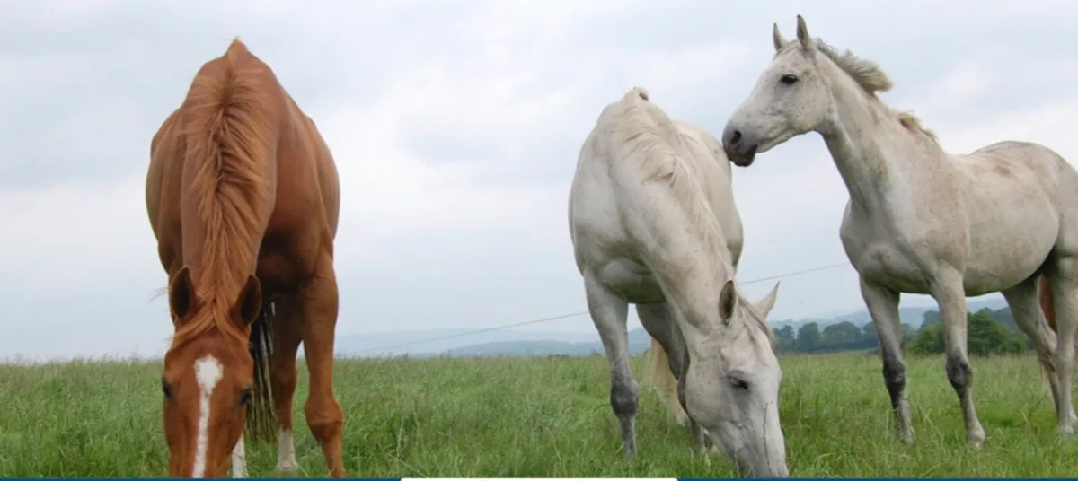 Grazing for horses - Image 1