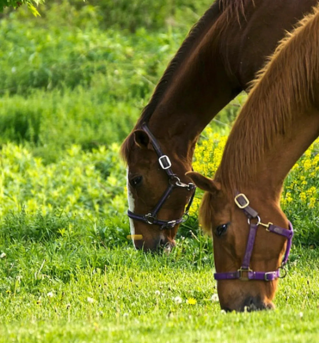 Grazing for horses - Image 2
