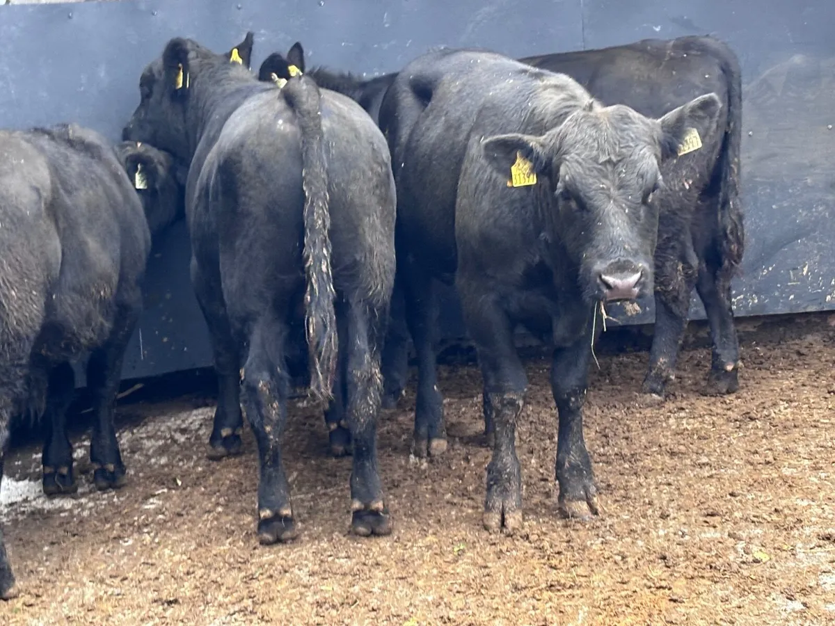 4 top quality Angus bull Weanlings for sale - Image 3