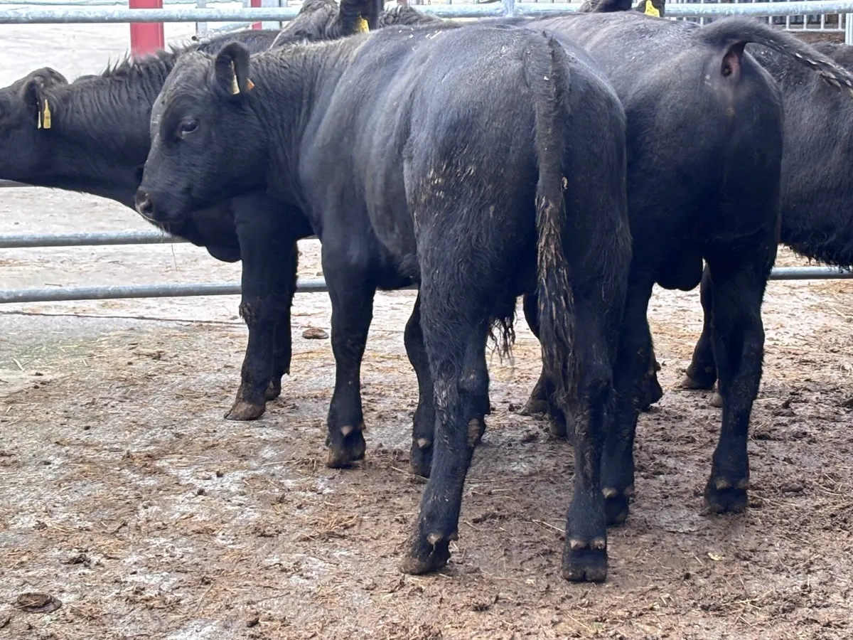 4 top quality Angus bull Weanlings for sale - Image 4