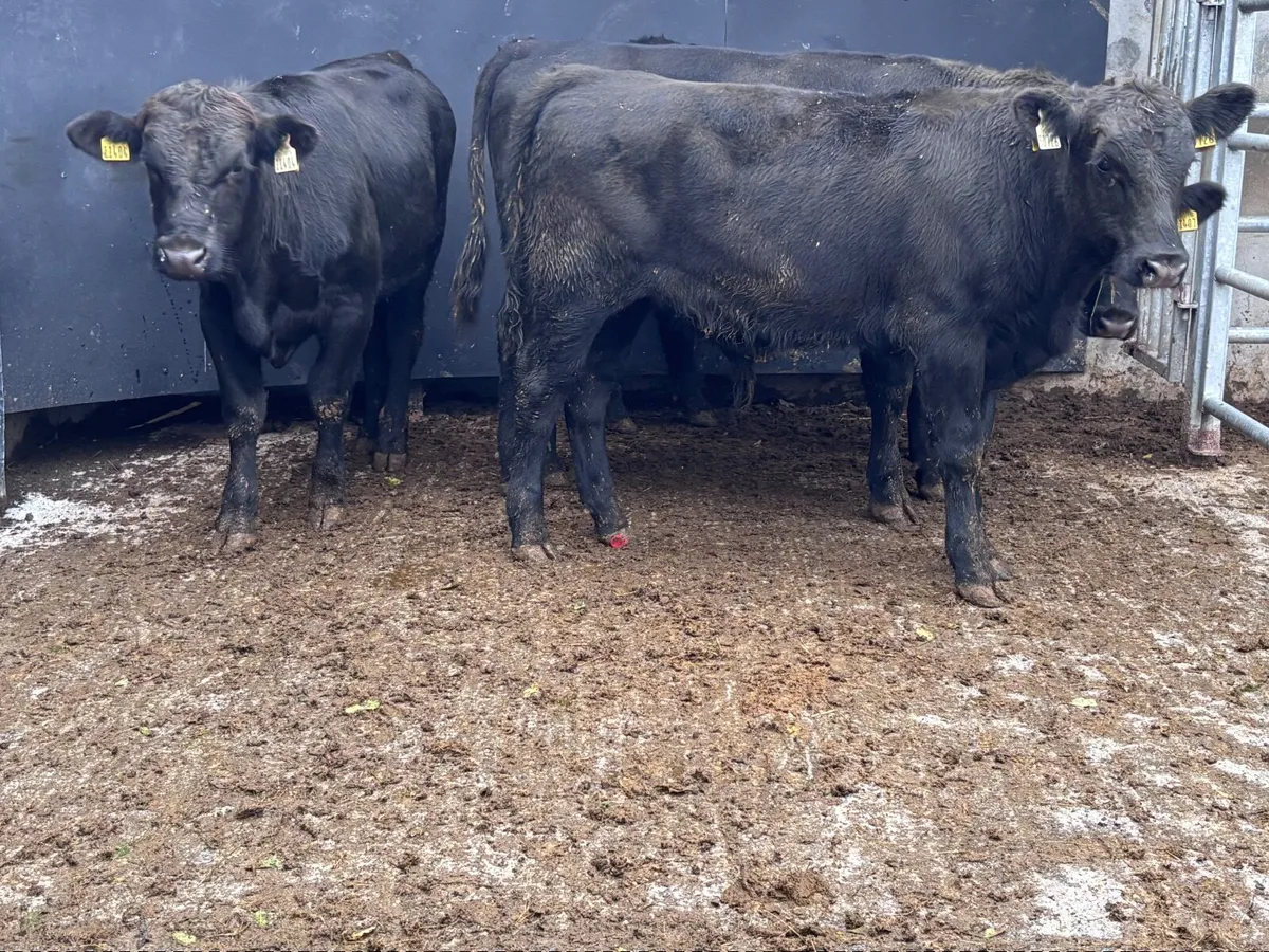 4 top quality Angus bull Weanlings for sale - Image 1