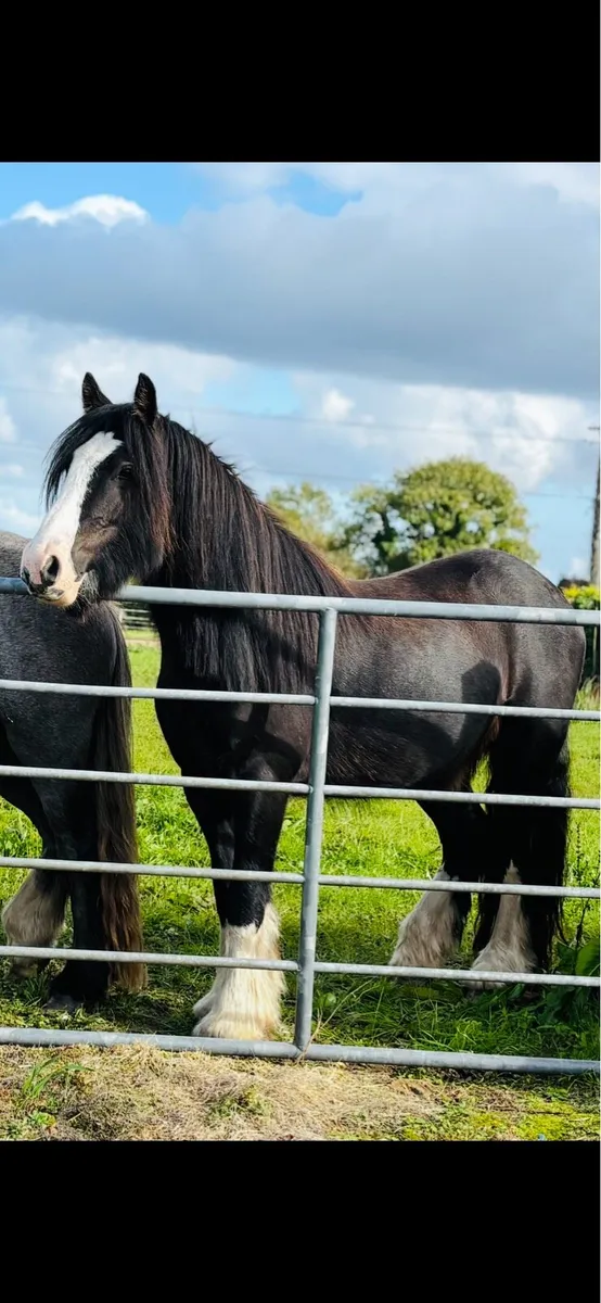 Cobs  geldings & fillies 3yr olds 13hh-14h2 - Image 1