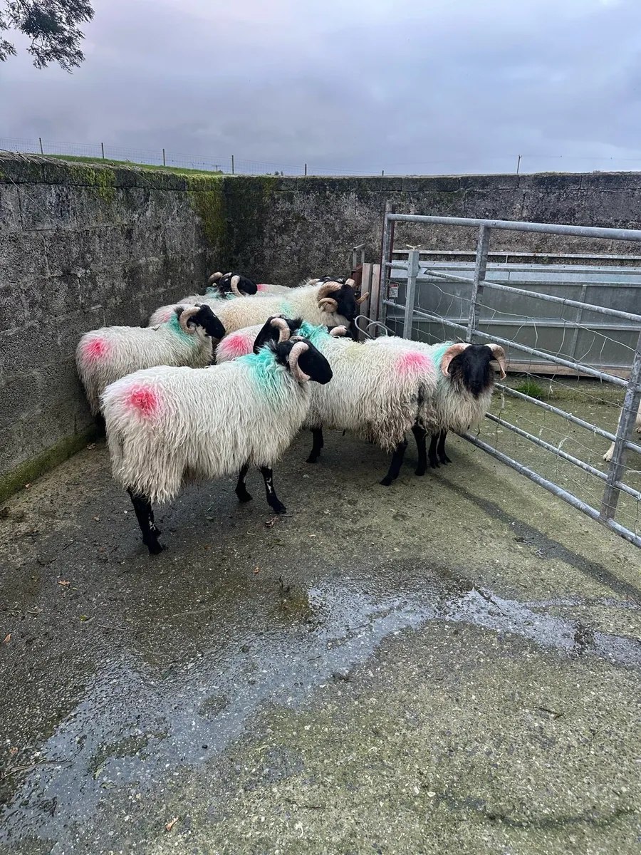 Sis approved Mountain Ram lambs - Image 1