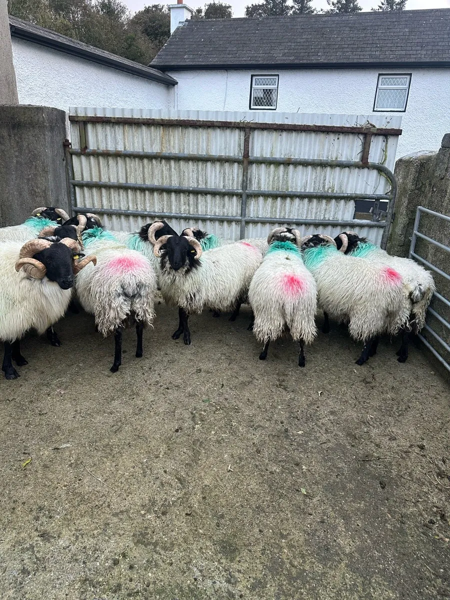 Sis approved Mountain Ram lambs - Image 2