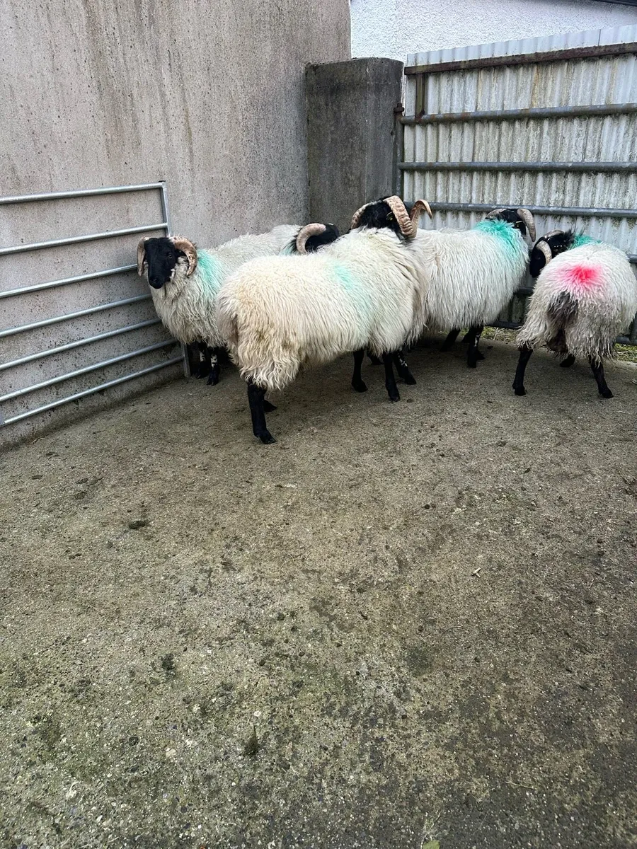 Sis approved Mountain Ram lambs - Image 3