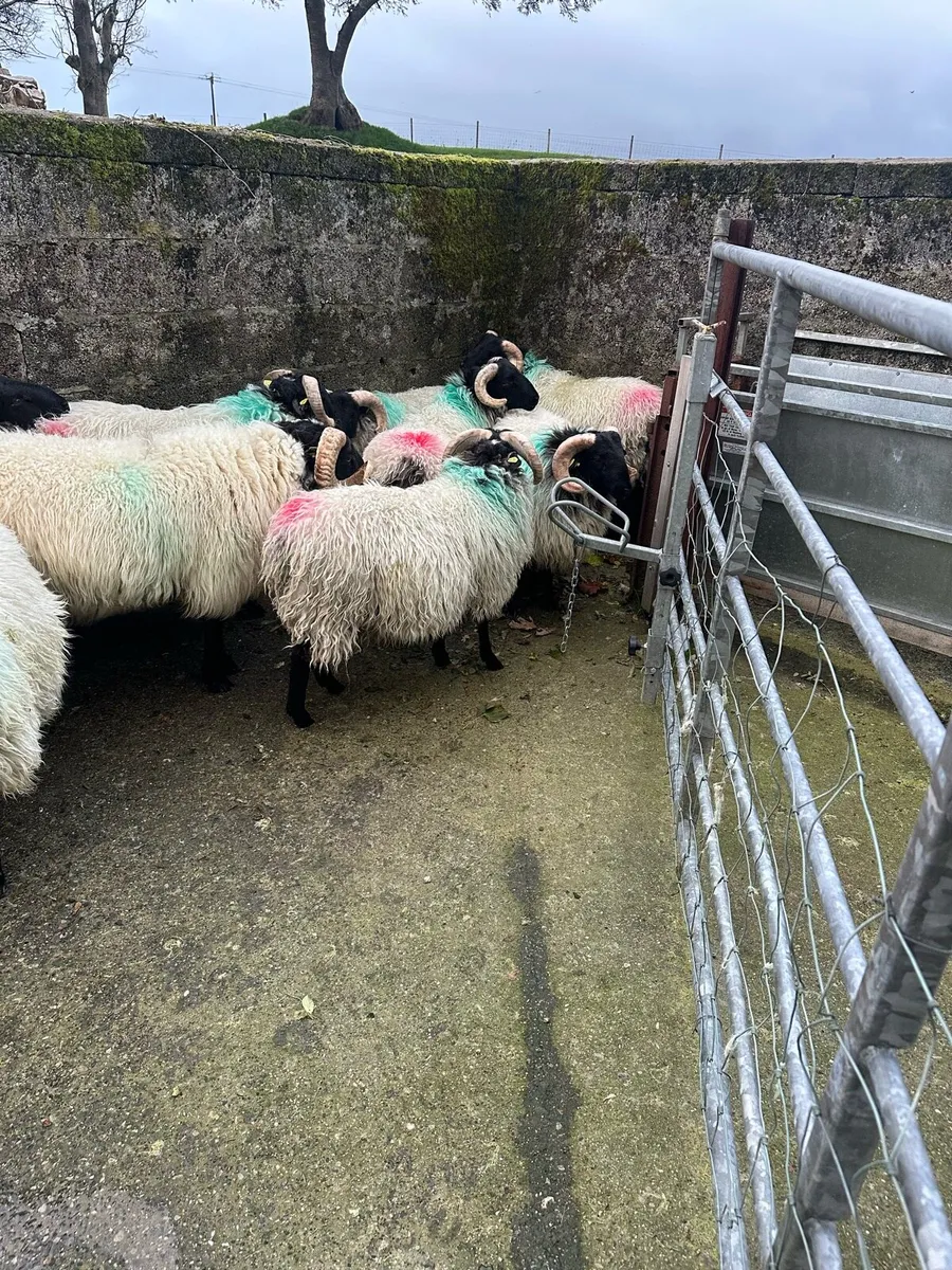 Sis approved Mountain Ram lambs - Image 4