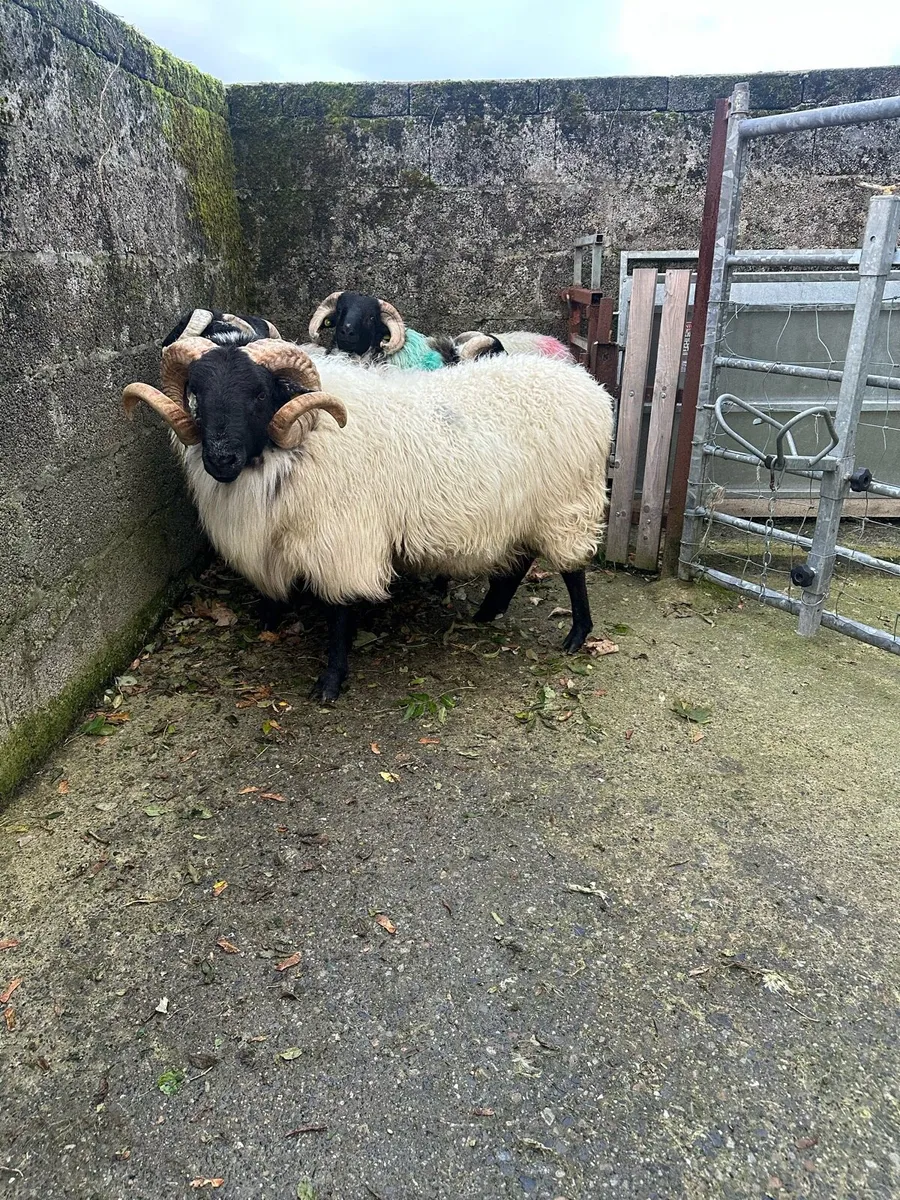 Sis Approved Hogget Mountain Ram - Image 1