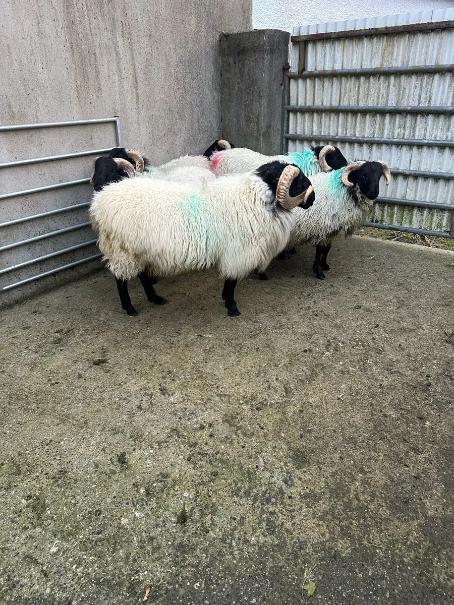 Sis Approved Hogget Mountain Ram - Image 2