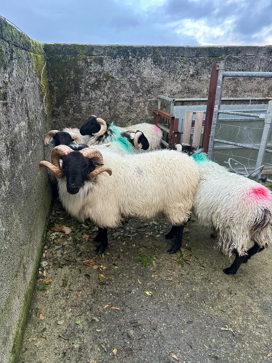Sis Approved Hogget Mountain Ram - Image 3