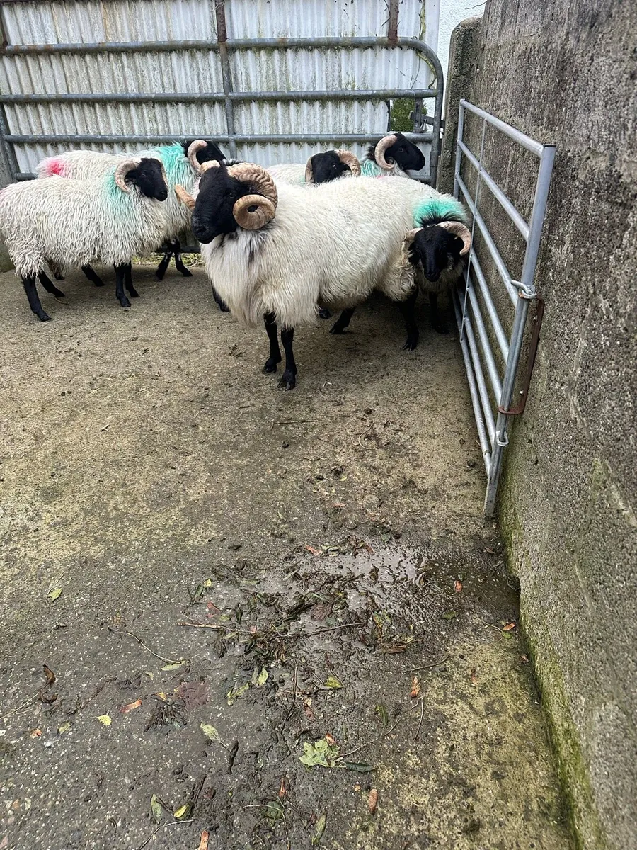 Sis Approved Hogget Mountain Ram - Image 4